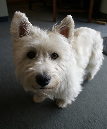 Furry Family Friends