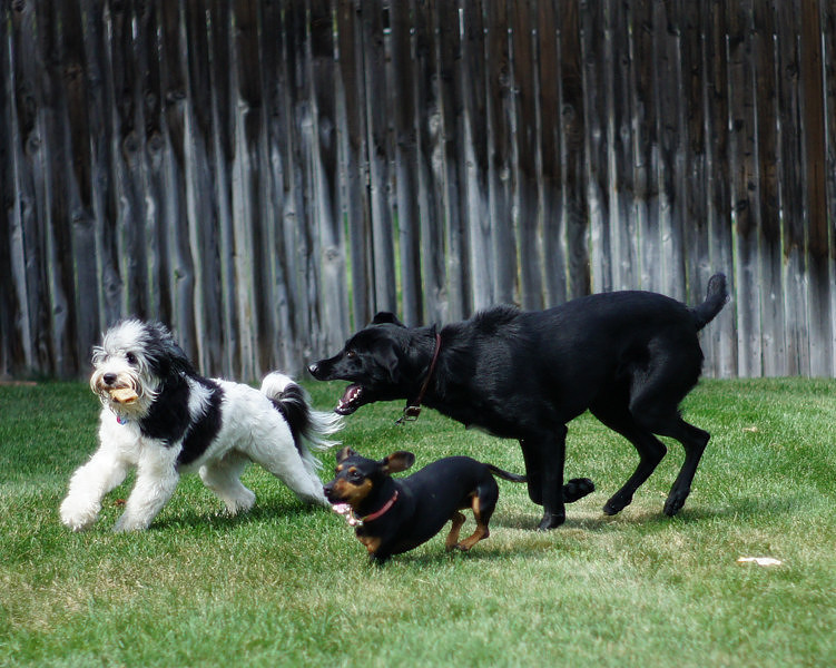FITZ AND FRIENDS