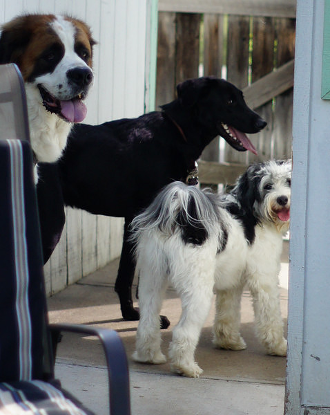 FITZ AND FRIENDS