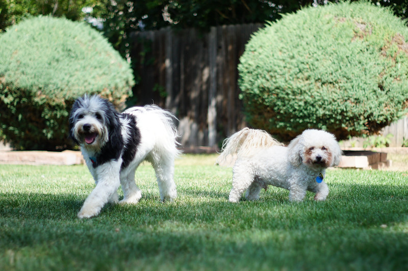 FITZ AND FRIENDS