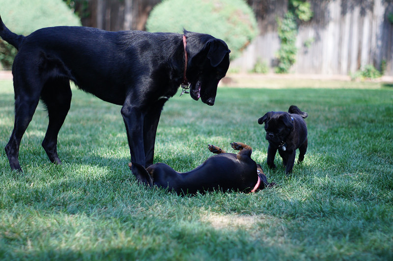 FITZ AND FRIENDS