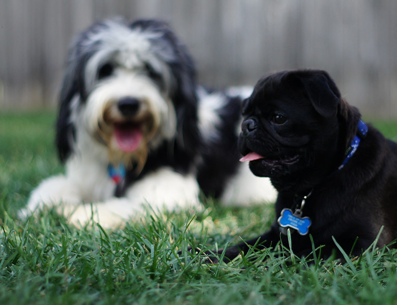 FITZ AND FRIENDS