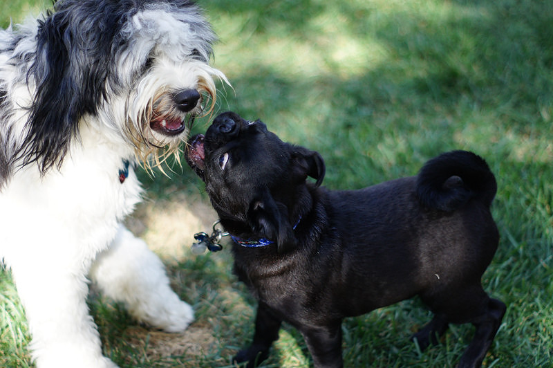 FITZ AND FRIENDS