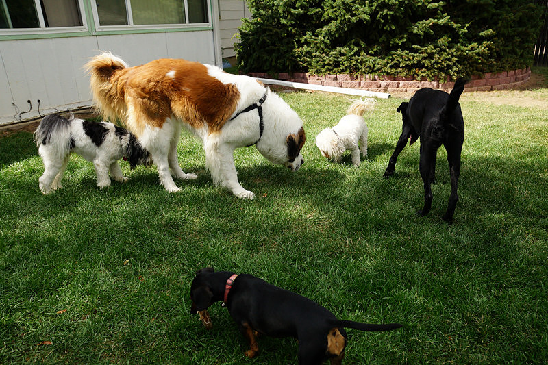 FITZ AND FRIENDS