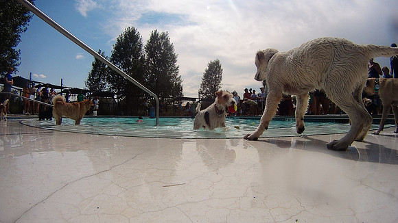 Dog Daze | Stapleton MCA
