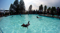 Dog Daze | Stapleton MCA