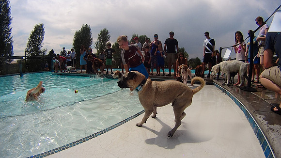 Dog Daze | Stapleton MCA