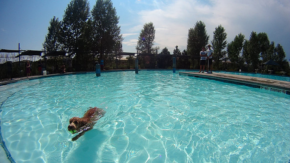Dog Daze | Stapleton MCA