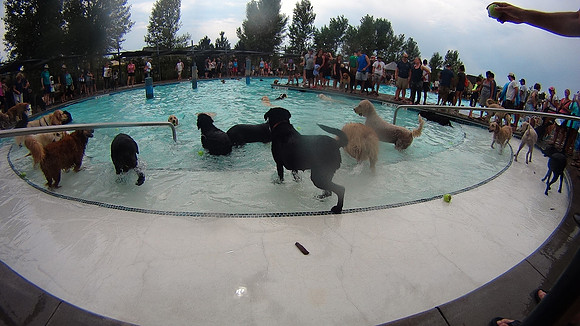 Dog Daze | Stapleton MCA