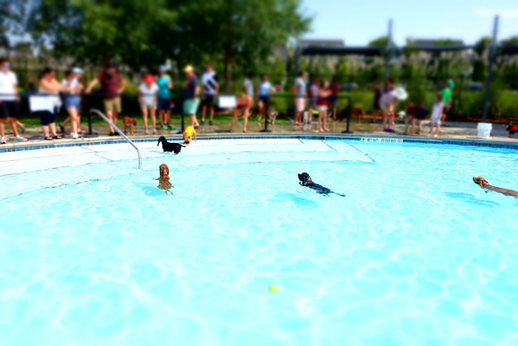 Dog Daze | Stapleton MCA
