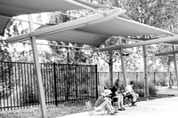 Dog Daze | Stapleton MCA