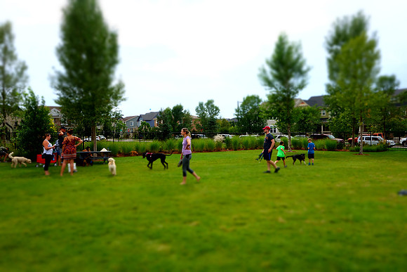 Dog Daze | Stapleton MCA