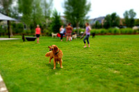 Dog Daze | Stapleton MCA