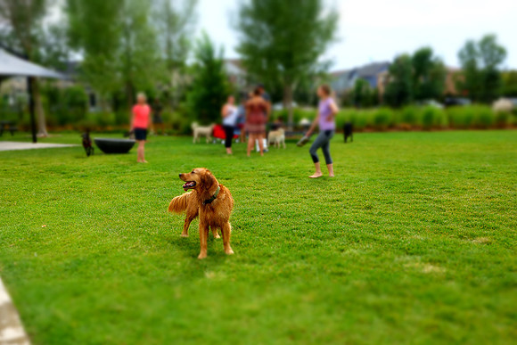 Dog Daze | Stapleton MCA