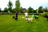 Dog Daze | Stapleton MCA