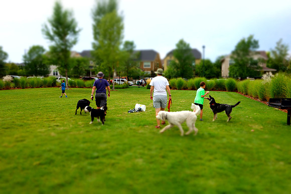 Dog Daze | Stapleton MCA