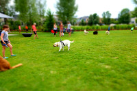 Dog Daze | Stapleton MCA