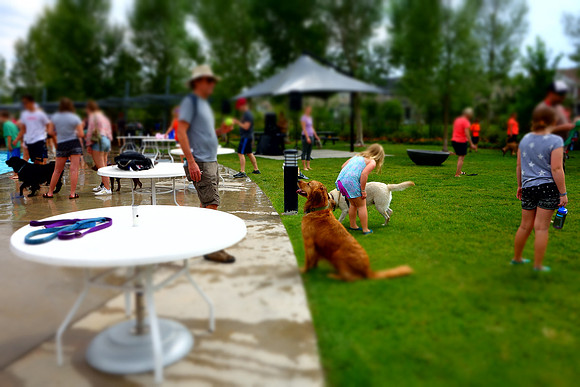 Dog Daze | Stapleton MCA
