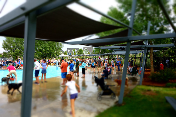 Dog Daze | Stapleton MCA
