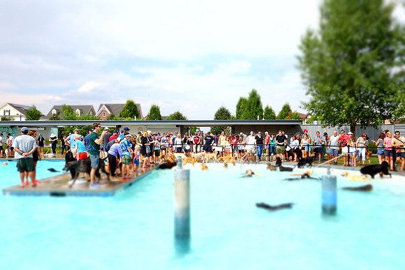 Dog Daze | Stapleton MCA