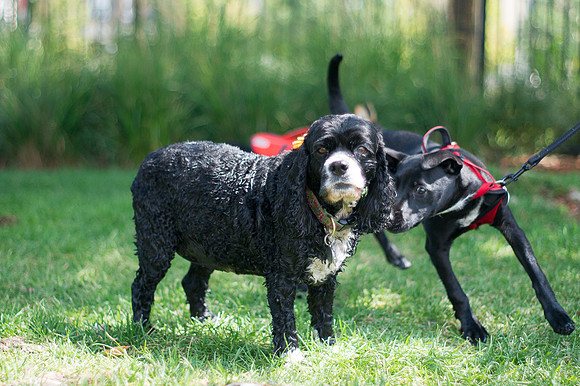 Dog Daze | Stapleton MCA