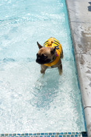 Dog Daze | Stapleton MCA