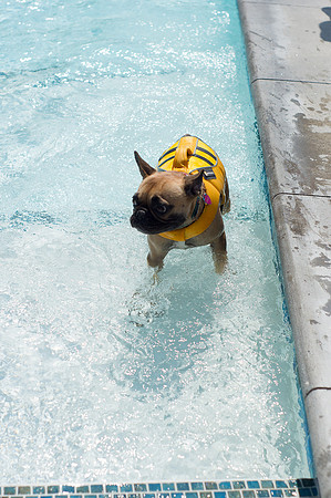 Dog Daze | Stapleton MCA