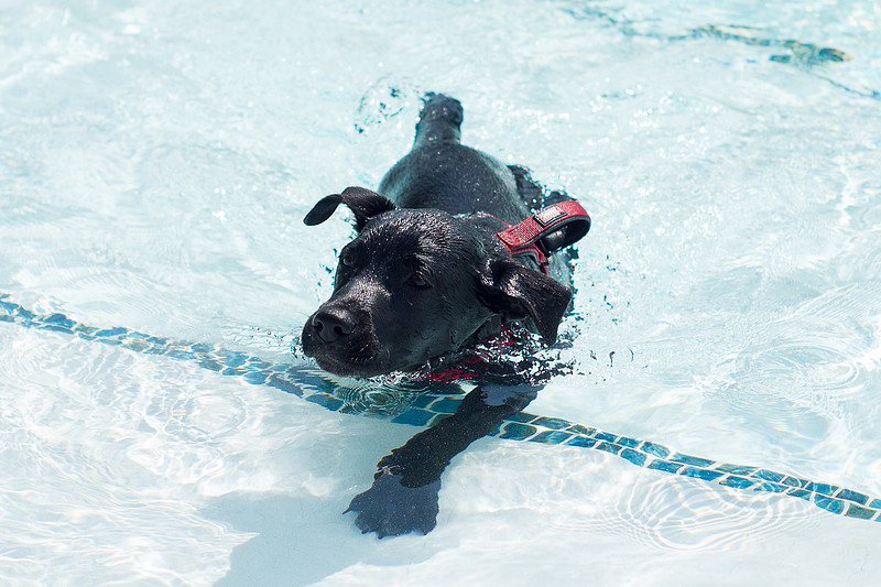Dog Daze | Stapleton MCA
