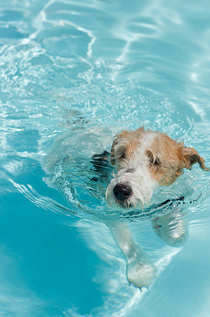 Dog Daze | Stapleton MCA