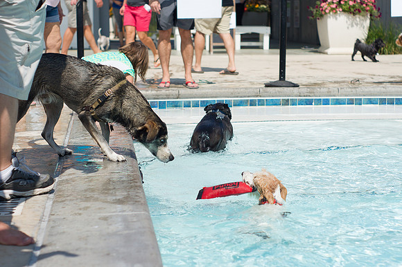 Dog Daze | Stapleton MCA