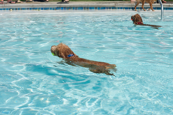 Dog Daze | Stapleton MCA