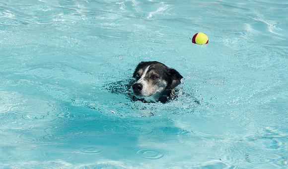 Dog Daze | Stapleton MCA