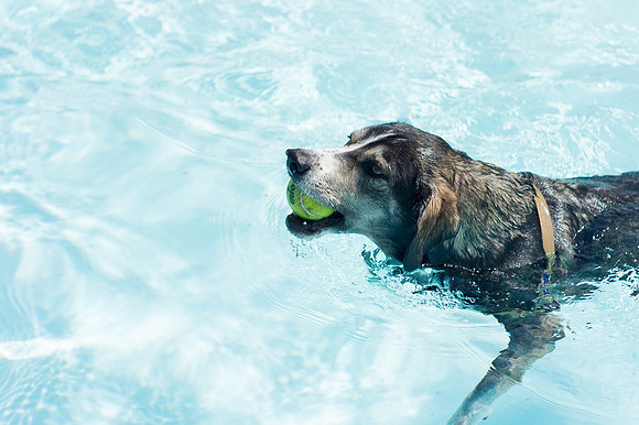 Dog Daze | Stapleton MCA