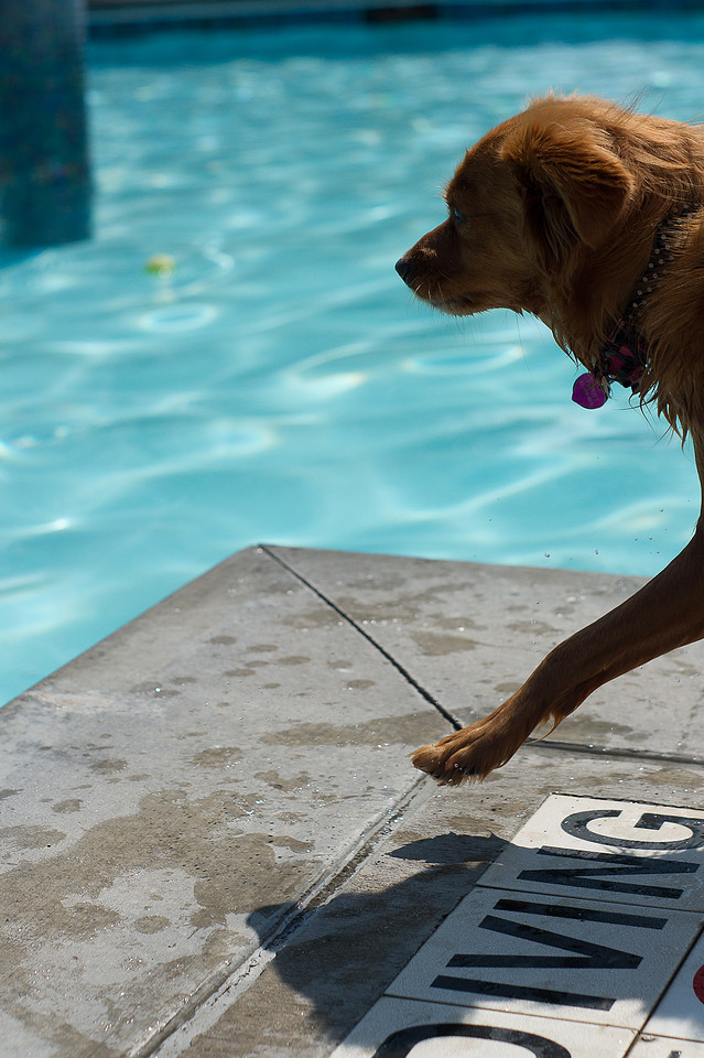 Dog Daze | Stapleton MCA