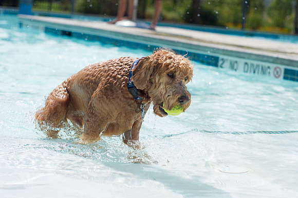 Dog Daze | Stapleton MCA