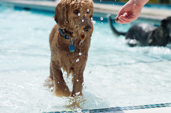Dog Daze | Stapleton MCA