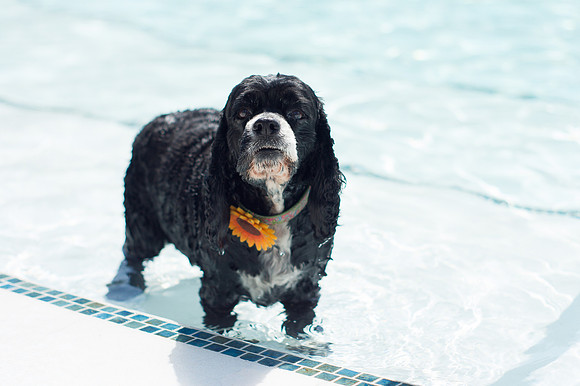 Dog Daze | Stapleton MCA