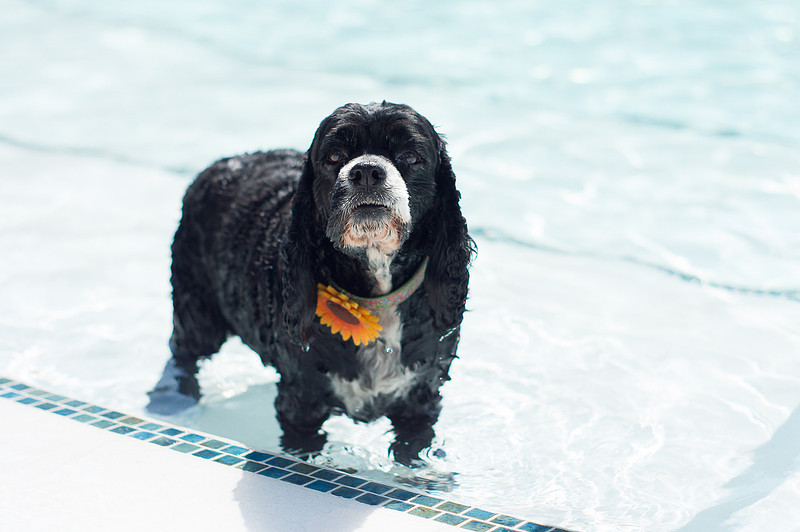 Dog Daze | Stapleton MCA