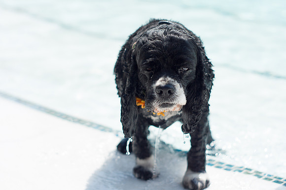 Dog Daze | Stapleton MCA