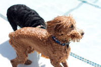 Dog Daze | Stapleton MCA