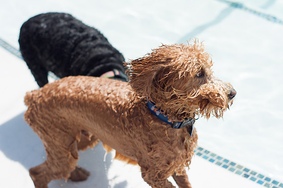Dog Daze | Stapleton MCA