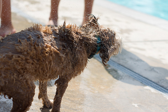 Dog Daze | Stapleton MCA