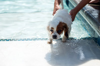 Dog Daze | Stapleton MCA