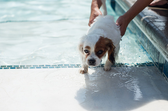 Dog Daze | Stapleton MCA