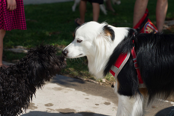 Dog Daze | Stapleton MCA