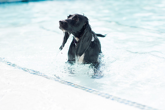 Dog Daze | Stapleton MCA