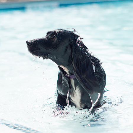 Dog Daze | Stapleton MCA