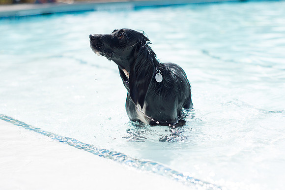 Dog Daze | Stapleton MCA
