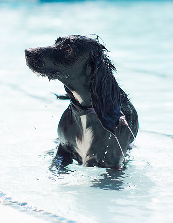 Dog Daze | Stapleton MCA