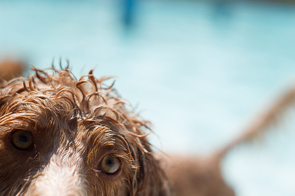 Dog Daze | Stapleton MCA